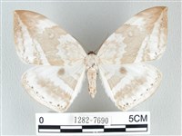 藏品(圓翅大鉤蛾)的圖片