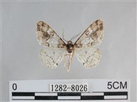 藏品(雙峰霜尺蛾)的圖片