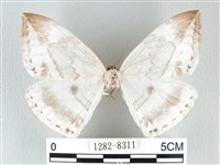 藏品(圓翅大鉤蛾)的圖片