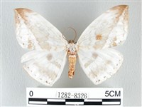 藏品(圓翅大鉤蛾)的圖片
