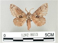 藏品(銀肩枯葉蛾)的圖片