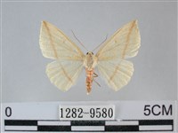 藏品(澄線尺蛾)的圖片