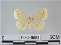藏品(澄線尺蛾)的圖片
