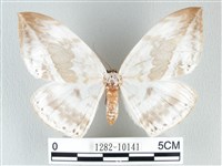 藏品(圓翅大鉤蛾)的圖片