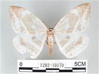 藏品(圓翅大鉤蛾)的圖片