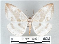 藏品(圓翅大鉤蛾)的圖片