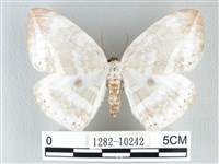 藏品(圓翅大鉤蛾)的圖片