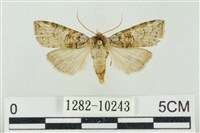 藏品(帶波紋蛾)的圖片