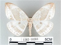 藏品(圓翅大鉤蛾)的圖片