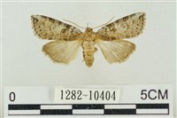 藏品(帶波紋蛾)的圖片