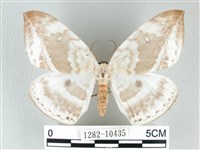 藏品(圓翅大鉤蛾)的圖片