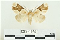 藏品(臺灣斑蕊夜蛾)的圖片