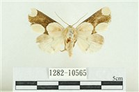 藏品(臺灣斑蕊夜蛾)的圖片