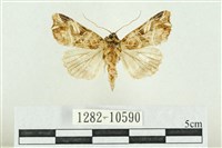 藏品(紅暈散紋夜蛾)的圖片