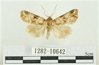 藏品(紅暈散紋夜蛾)的圖片