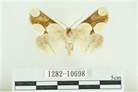 藏品(臺灣斑蕊夜蛾)的圖片