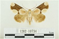 藏品(臺灣斑蕊夜蛾)的圖片