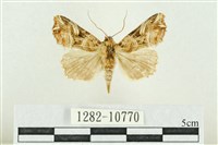 藏品(紅暈散紋夜蛾)的圖片