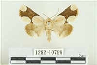 藏品(臺灣斑蕊夜蛾)的圖片