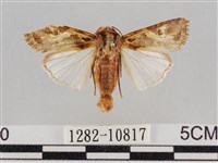 藏品(斜紋夜盜蛾)的圖片