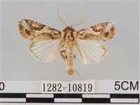 藏品(斜紋夜盜蛾)的圖片