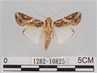 藏品(斜紋夜盜蛾)的圖片