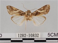 藏品(斜紋夜盜蛾)的圖片