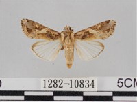 藏品(斜紋夜盜蛾)的圖片