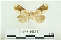 藏品(臺灣斑蕊夜蛾)的圖片