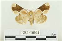 藏品(臺灣斑蕊夜蛾)的圖片