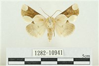 藏品(臺灣斑蕊夜蛾)的圖片