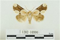 藏品(臺灣斑蕊夜蛾)的圖片