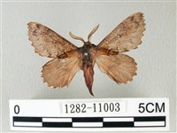 藏品(銀肩枯葉蛾)的圖片