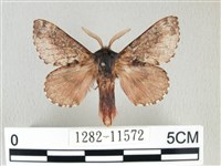 藏品(銀肩枯葉蛾)的圖片