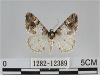 藏品(雙峰霜尺蛾)的圖片