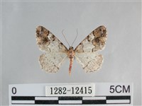 藏品(雙峰霜尺蛾)的圖片