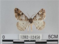 藏品(雙峰霜尺蛾)的圖片