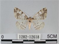 藏品(雙峰霜尺蛾)的圖片