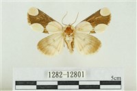 藏品(臺灣斑蕊夜蛾)的圖片