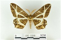 藏品(樹形尺蛾)的圖片