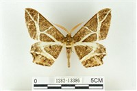 藏品(樹形尺蛾)的圖片