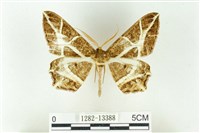 藏品(樹形尺蛾)的圖片