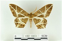 藏品(樹形尺蛾)的圖片