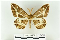 藏品(樹形尺蛾)的圖片