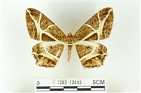 藏品(樹形尺蛾)的圖片