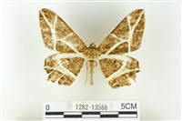 藏品(樹形尺蛾)的圖片