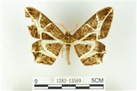 藏品(樹形尺蛾)的圖片