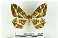 藏品(樹形尺蛾)的圖片