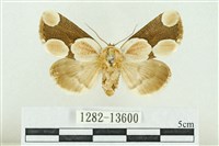 藏品(臺灣斑蕊夜蛾)的圖片