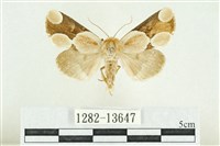 藏品(臺灣斑蕊夜蛾)的圖片